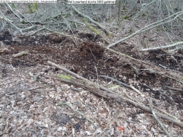 2014-03-18-langes-luch-baumfaellungen-115