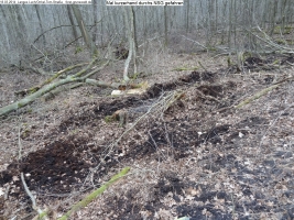 2014-03-18-langes-luch-baumfaellungen-116