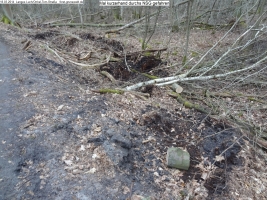 2014-03-18-langes-luch-baumfaellungen-117