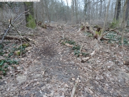 2014-03-18-langes-luch-baumfaellungen-118