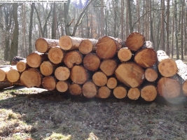 2014-03-20-pichelsberge-ampostfenn-096