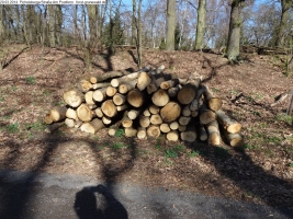 2014-03-20-pichelsberge-ampostfenn-101