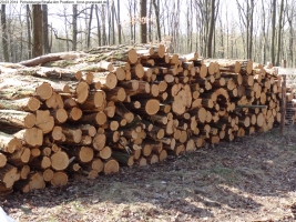 2014-03-20-pichelsberge-ampostfenn-106