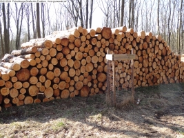 2014-03-20-pichelsberge-ampostfenn-108