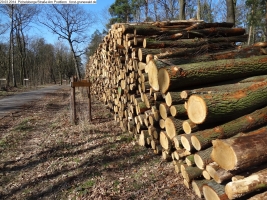 2014-03-20-pichelsberge-ampostfenn-113