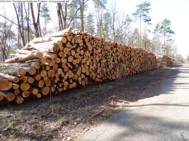 2014-03-20-pichelsberge-ampostfenn-124