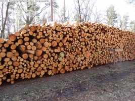 2014-03-20-pichelsberge-ampostfenn-130