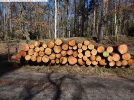 2014-03-20-pichelsberge-ampostfenn-137