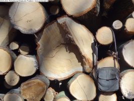 2014-03-20-pichelsberge-ampostfenn-139