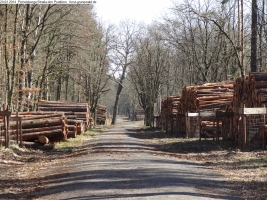 2014-03-20-pichelsberge-ampostfenn-143