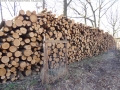 WaldPflege: Pichelsberge/AmPostfenn - Baumfällungen März 2014