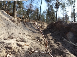 2014-03-20-pichelsberge-ampostfenn-004 2014-03-20-pichelsberge-ampostfenn-004