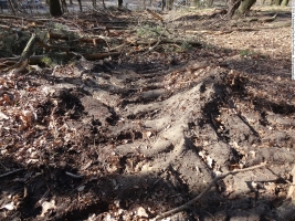 2014-03-20-pichelsberge-ampostfenn-005 2014-03-20-pichelsberge-ampostfenn-005