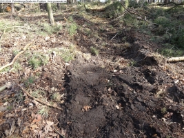 2014-03-20-pichelsberge-ampostfenn-007 2014-03-20-pichelsberge-ampostfenn-007