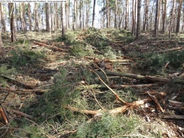 2014-03-20-pichelsberge-ampostfenn-010 2014-03-20-pichelsberge-ampostfenn-010