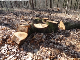 2014-03-20-pichelsberge-ampostfenn-012 2014-03-20-pichelsberge-ampostfenn-012