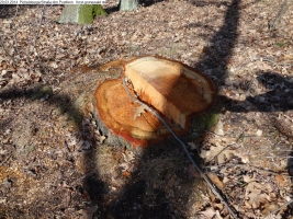 2014-03-20-pichelsberge-ampostfenn-013 2014-03-20-pichelsberge-ampostfenn-013