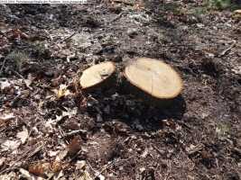 2014-03-20-pichelsberge-ampostfenn-014 2014-03-20-pichelsberge-ampostfenn-014