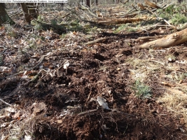 2014-03-20-pichelsberge-ampostfenn-015 2014-03-20-pichelsberge-ampostfenn-015