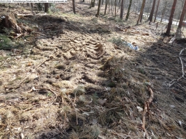 2014-03-20-pichelsberge-ampostfenn-020