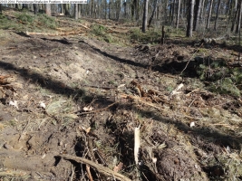 2014-03-20-pichelsberge-ampostfenn-021 2014-03-20-pichelsberge-ampostfenn-021