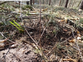 2014-03-20-pichelsberge-ampostfenn-024 2014-03-20-pichelsberge-ampostfenn-024