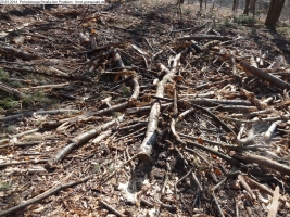 2014-03-20-pichelsberge-ampostfenn-025 2014-03-20-pichelsberge-ampostfenn-025