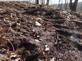 2014-03-20-pichelsberge-ampostfenn-026 2014-03-20-pichelsberge-ampostfenn-026