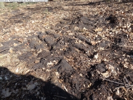 2014-03-20-pichelsberge-ampostfenn-027 2014-03-20-pichelsberge-ampostfenn-027