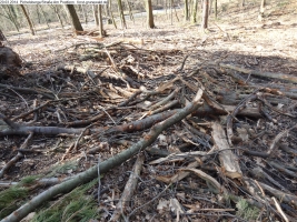 2014-03-20-pichelsberge-ampostfenn-028 2014-03-20-pichelsberge-ampostfenn-028