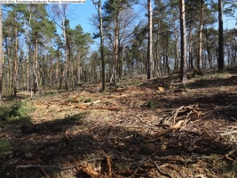 2014-03-20-pichelsberge-ampostfenn-032 2014-03-20-pichelsberge-ampostfenn-032