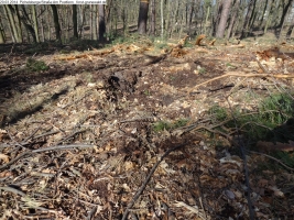 2014-03-20-pichelsberge-ampostfenn-033 2014-03-20-pichelsberge-ampostfenn-033