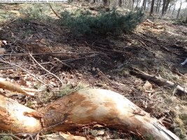 2014-03-20-pichelsberge-ampostfenn-034 2014-03-20-pichelsberge-ampostfenn-034