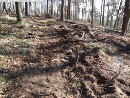 2014-03-20-pichelsberge-ampostfenn-035 2014-03-20-pichelsberge-ampostfenn-035