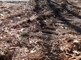 2014-03-20-pichelsberge-ampostfenn-036 2014-03-20-pichelsberge-ampostfenn-036