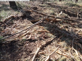 2014-03-20-pichelsberge-ampostfenn-037 2014-03-20-pichelsberge-ampostfenn-037