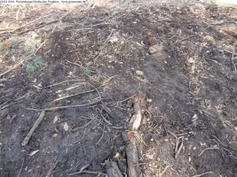 2014-03-20-pichelsberge-ampostfenn-039 2014-03-20-pichelsberge-ampostfenn-039