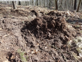 2014-03-20-pichelsberge-ampostfenn-041