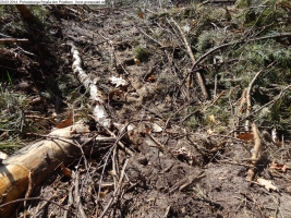 2014-03-20-pichelsberge-ampostfenn-042