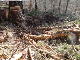 2014-03-20-pichelsberge-ampostfenn-043 2014-03-20-pichelsberge-ampostfenn-043