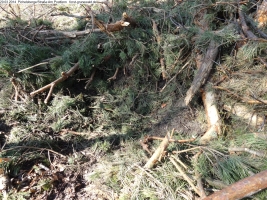 2014-03-20-pichelsberge-ampostfenn-045 2014-03-20-pichelsberge-ampostfenn-045