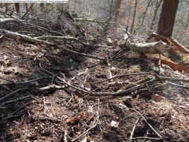 2014-03-20-pichelsberge-ampostfenn-047 2014-03-20-pichelsberge-ampostfenn-047