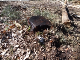 2014-03-20-pichelsberge-ampostfenn-048 2014-03-20-pichelsberge-ampostfenn-048