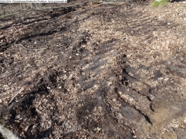 2014-03-20-pichelsberge-ampostfenn-051 2014-03-20-pichelsberge-ampostfenn-051