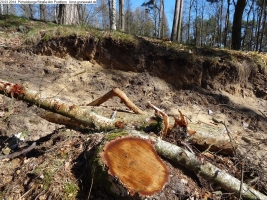 2014-03-20-pichelsberge-ampostfenn-056 2014-03-20-pichelsberge-ampostfenn-056