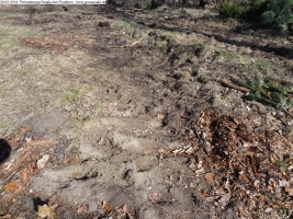 2014-03-20-pichelsberge-ampostfenn-058 2014-03-20-pichelsberge-ampostfenn-058