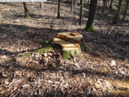 2014-03-20-pichelsberge-ampostfenn-059 2014-03-20-pichelsberge-ampostfenn-059