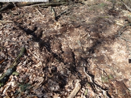 2014-03-20-pichelsberge-ampostfenn-060 2014-03-20-pichelsberge-ampostfenn-060