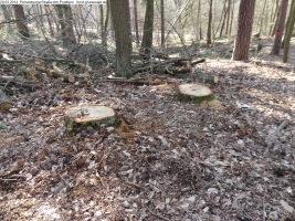 2014-03-20-pichelsberge-ampostfenn-061 2014-03-20-pichelsberge-ampostfenn-061