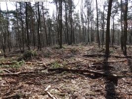 2014-03-20-pichelsberge-ampostfenn-064 2014-03-20-pichelsberge-ampostfenn-064